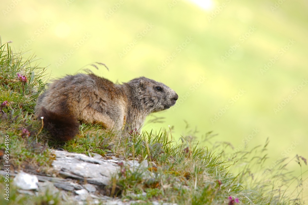 Obraz premium Marmot