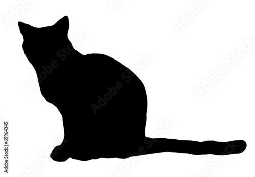 cat