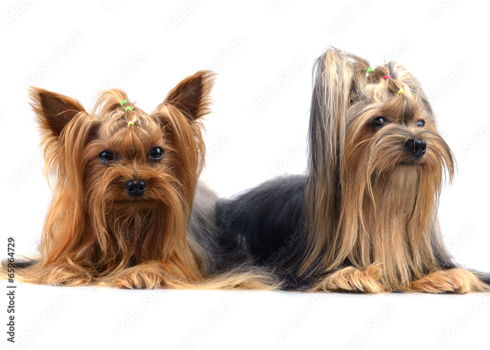 yorkshire terrier isolated on white yorkshire terrier isolated on white