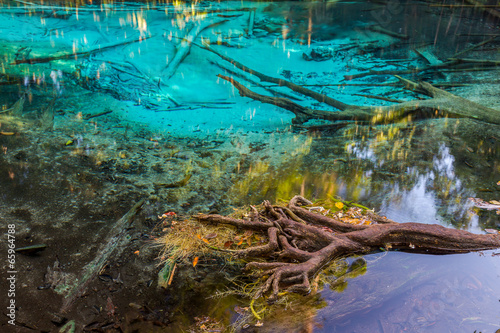 Fototapeta Naklejka Na Ścianę i Meble -  Emerald Pool is unseen pool in mangrove forest at Krabi