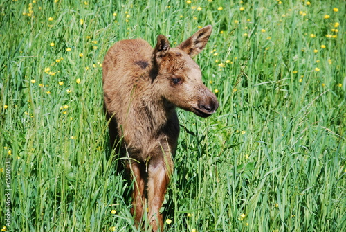Elk calf in a summer meadow Sweden Wildlife photo