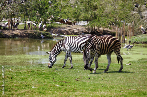 two big zebra in thai zoo