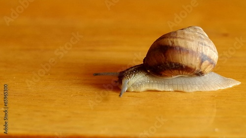 Creeping snail. snail on the table