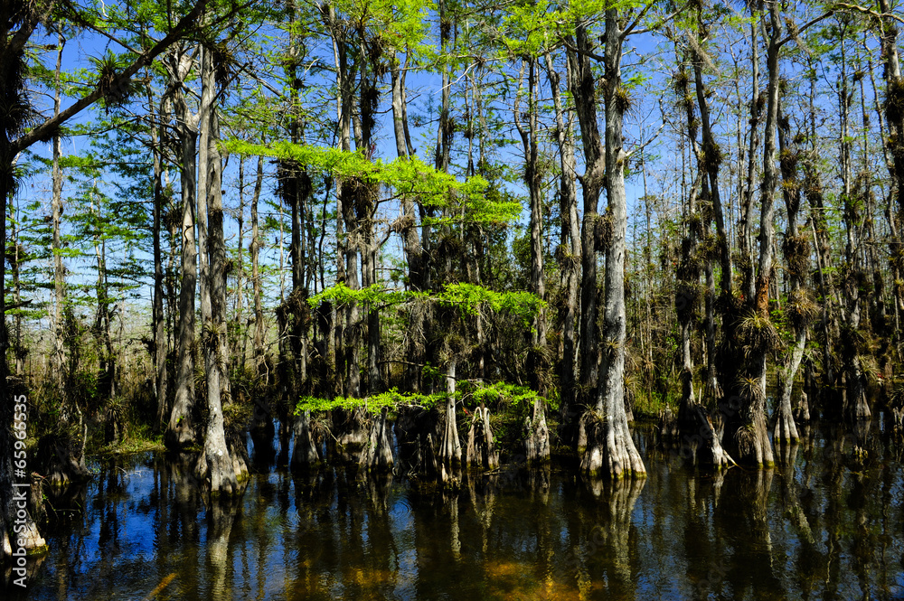 Obraz premium Everglades National Park