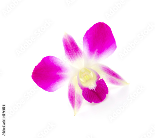 Purple orchid flower isolated white background