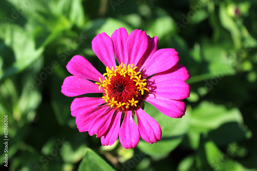 zinnia zed beautiful flower