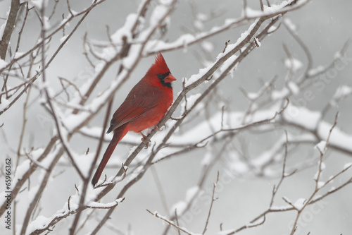 Male Cardinal in Winter © Brian Lasenby