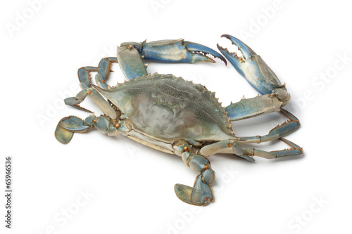 Single blue crab