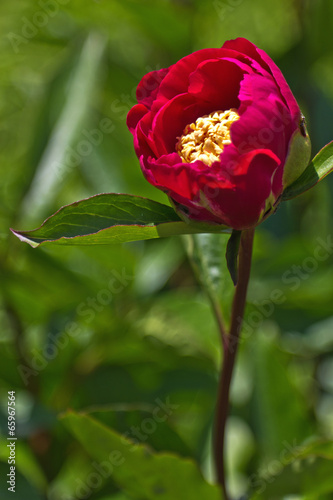 aufblühende Pfingstrosenblume