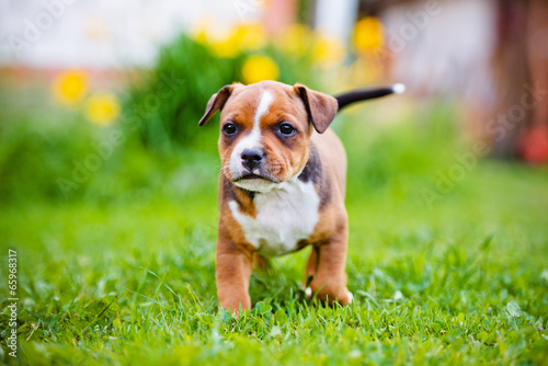 staffordshire bull terrier puppy photo