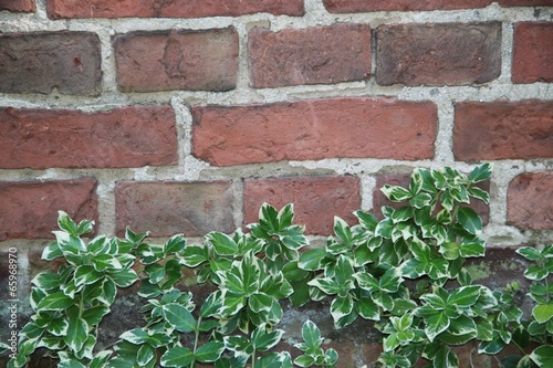 Grüne Kletterpflanze an Mauer aus Ziegelsteinen