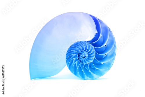 Nautilus shell and famous fibonacci blue geometric pattern