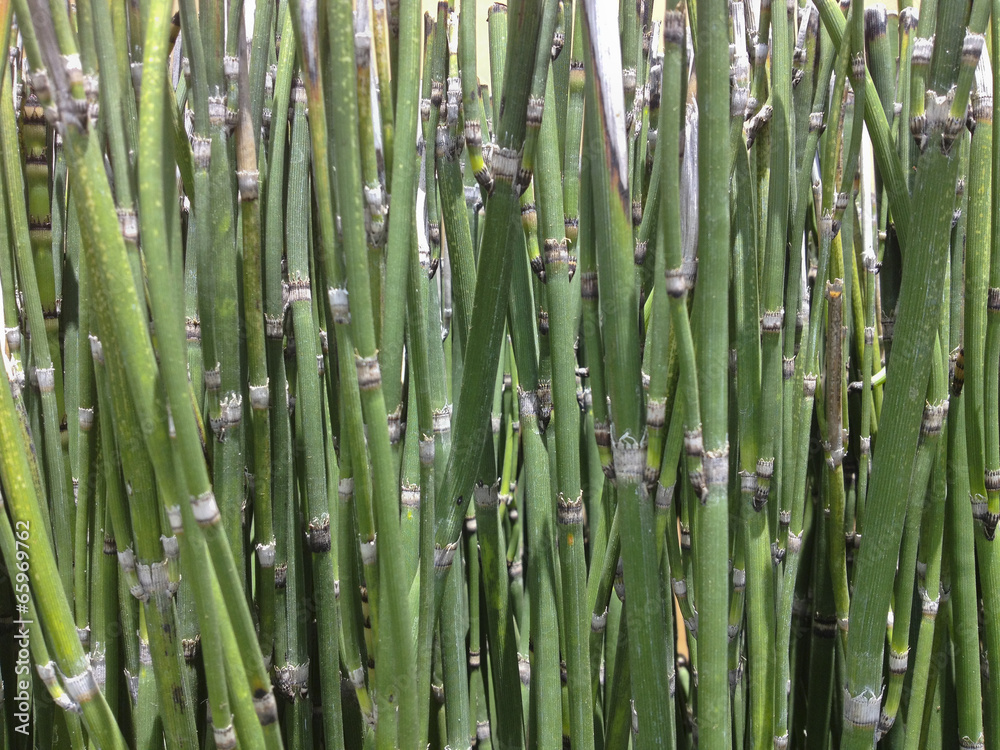 Fototapeta premium Dense California Horsetail (Equisetum)