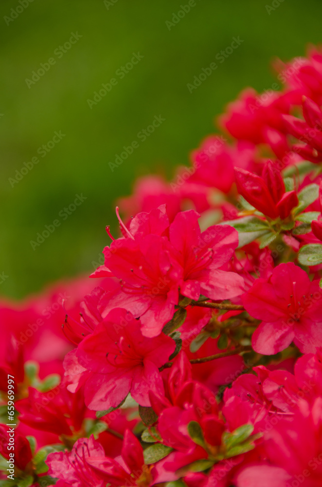 Crimson azalea blooming branch in front of a lawn Crimson azalea blooming branch in front of a lawn