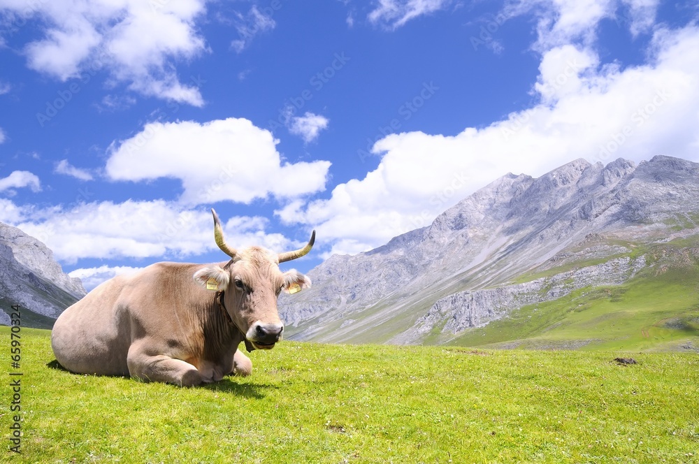 Tudanca cow. Tudanca cow.