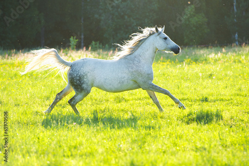 Obraz na płótnie White Arabian horse runs gallop in the sunset light