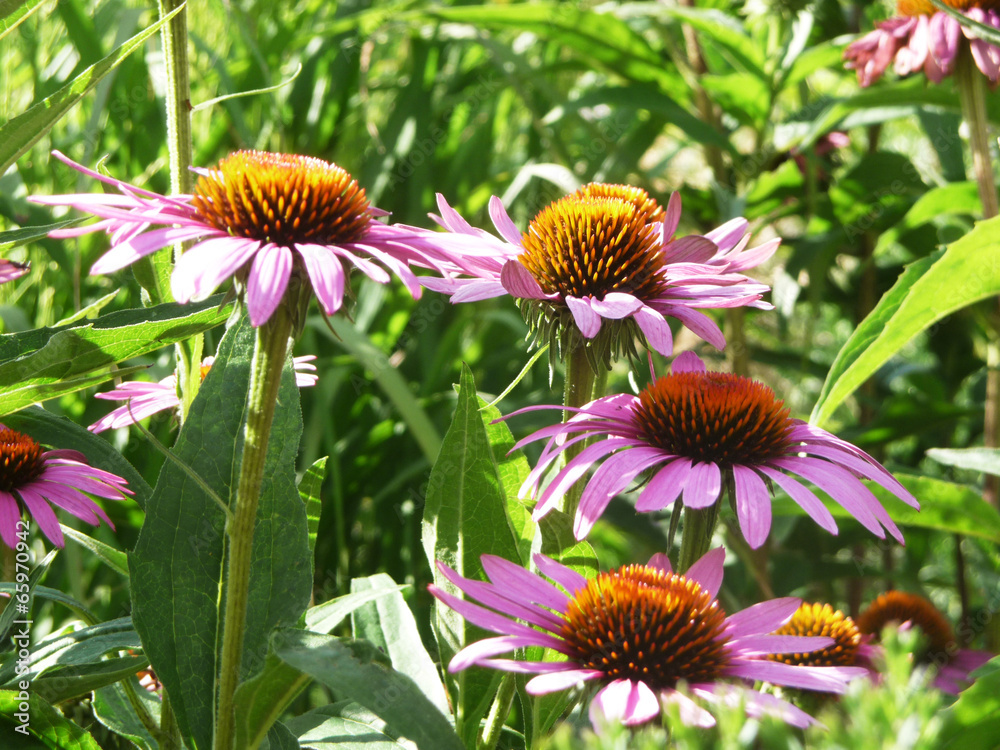 Blüten der Echinacea sammeln - Sonnenhut, alternative Medizin bei Erkältung und als Auszug verwendbar, Abwehrkräfte und Immunsystem stärken, gesund bleiben Blüten der Echinacea sammeln - Sonnenhut, alternative Medizin bei Erkältung und als Auszug verwendbar, Abwehrkräfte und Immunsystem stärken, gesund bleiben