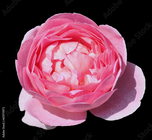 Rose ancienne