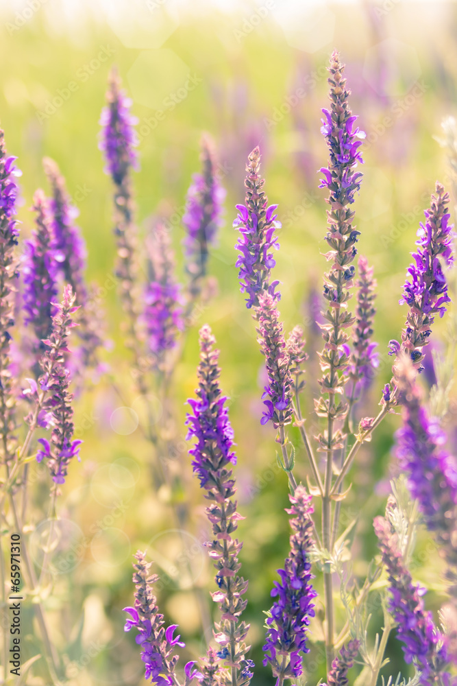 Fototapeta premium Spring flower lilac color on sunny day