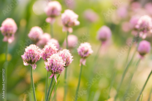 Spring flower chives on sunny day