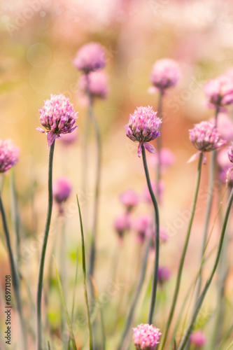 Spring flower chives on sunny day