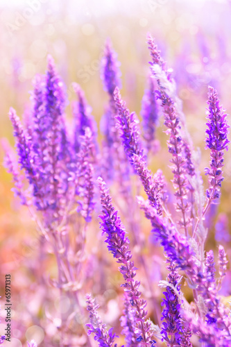 Spring flower lilac color