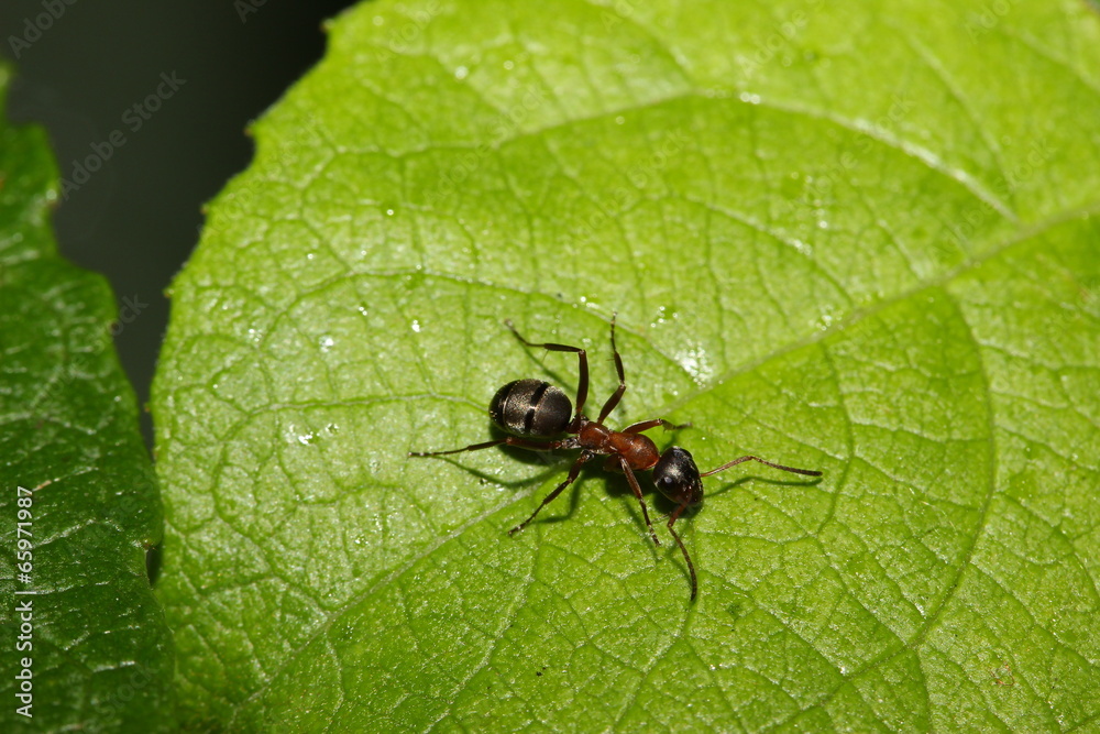 Fototapeta premium Waldameise rennt über ein Blatt