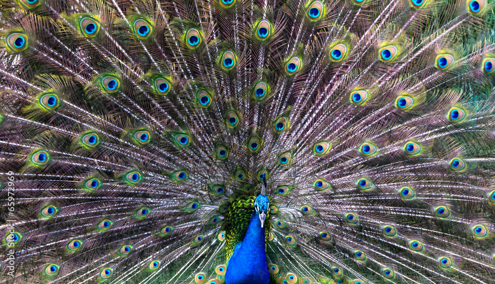 Naklejka premium peacock