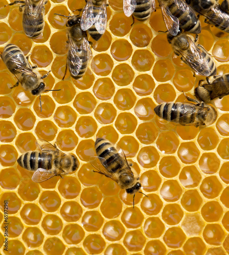 bees on honeycells © Pakhnyushchyy