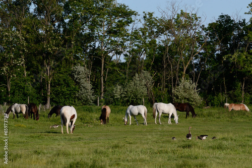 Fototapeta Naklejka Na Ścianę i Meble -  zahlreiche Pferde auf der Weide