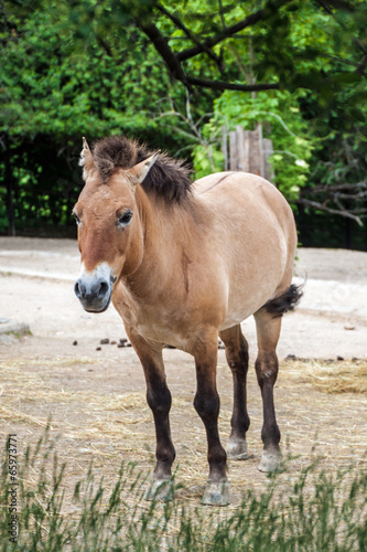 Przewalski s horse