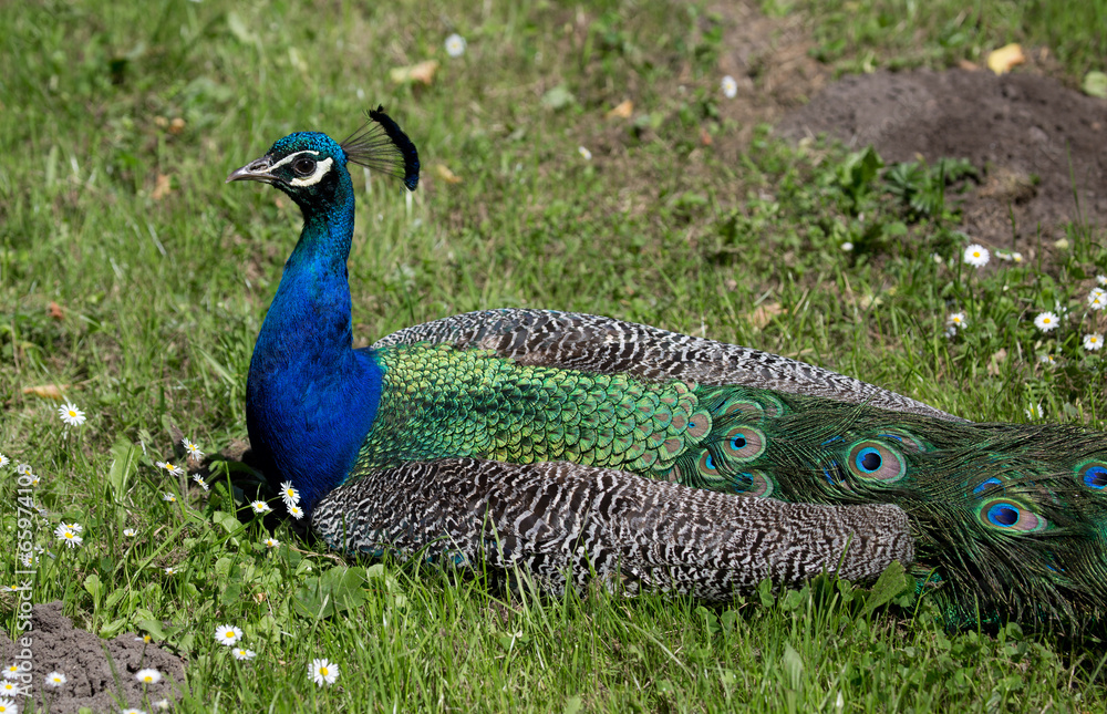 Naklejka premium liegender Pfau