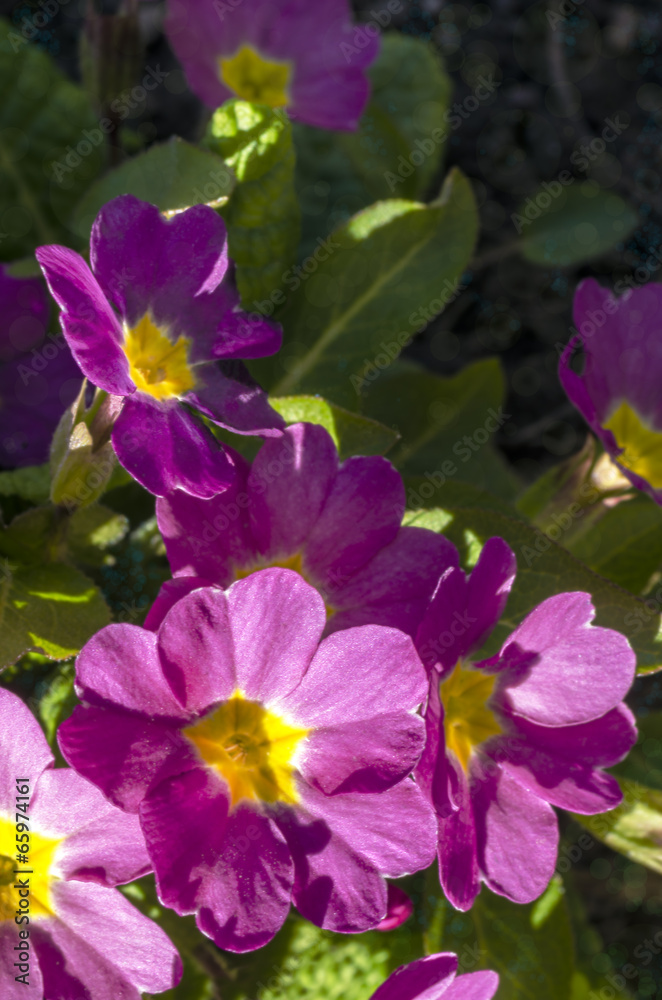 Pink primrose illuminated by spring sun Pink primrose illuminated by spring sun