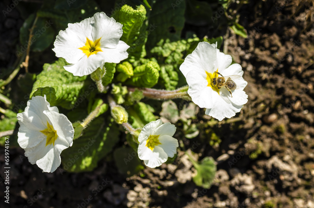 Bee on a white flower primrose Bee on a white flower primrose
