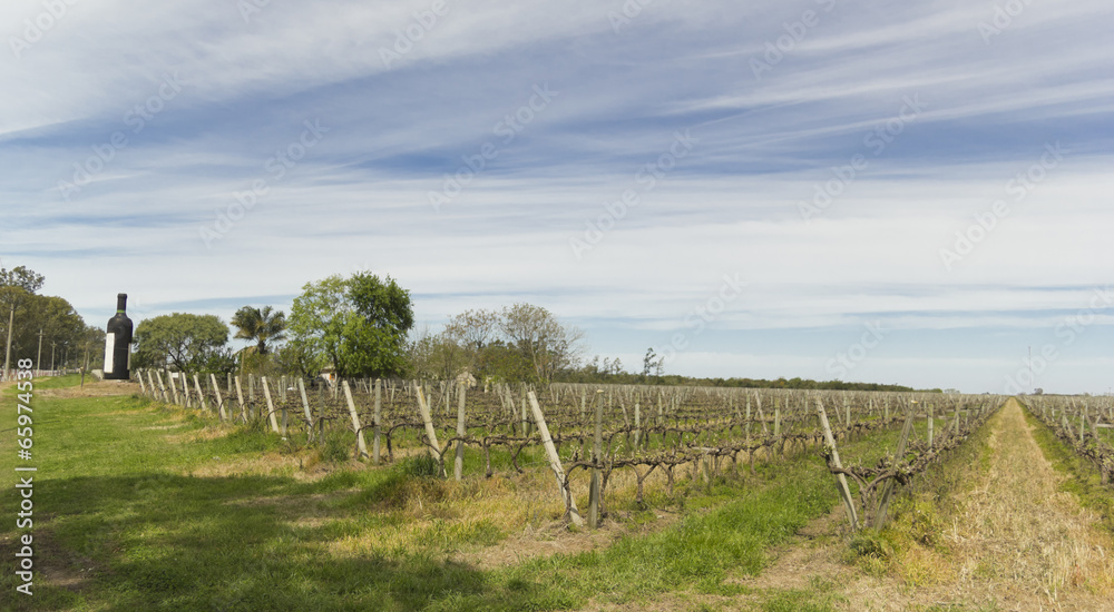 Uruguayan wine grapevines