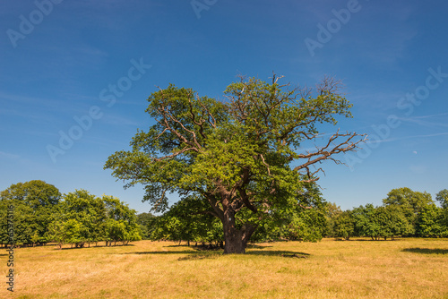 A lonely tree, gorgeous nature, Germany