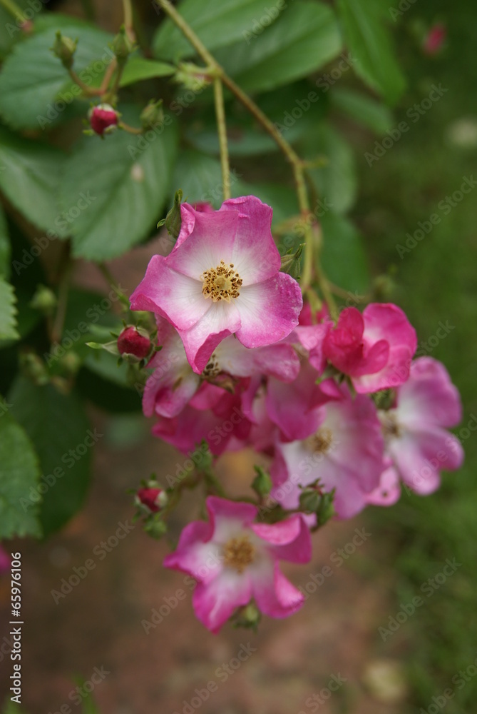 Obraz premium Pink rambler rose