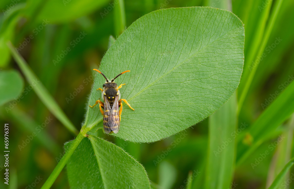 Spring time in the fields - green flora and beautiful fauna Spring time in the fields - green flora and beautiful fauna