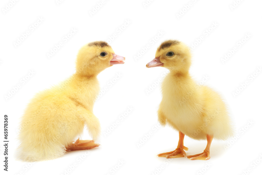Two small duckling, isolated Two small duckling, isolated