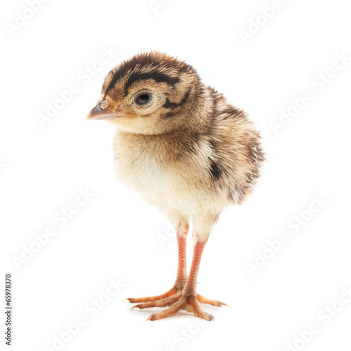 Small funny chick pheasant, isolated