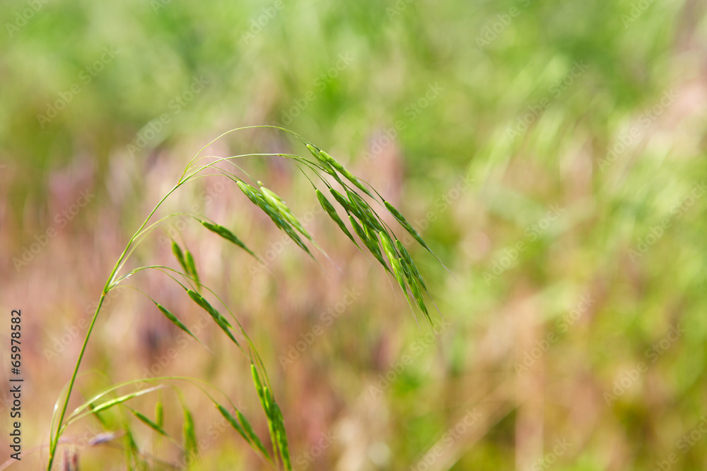 Green grass Green grass