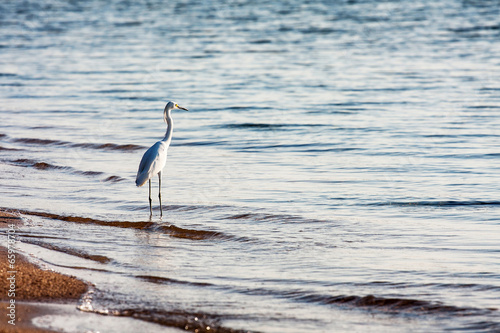 Great white egret in the sea