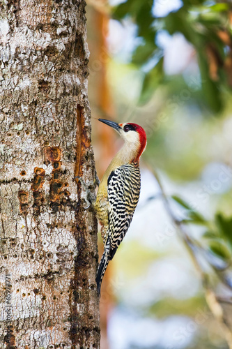 West Indian Woodpecker, Melanerpes superciliaris, Cuba #65978771