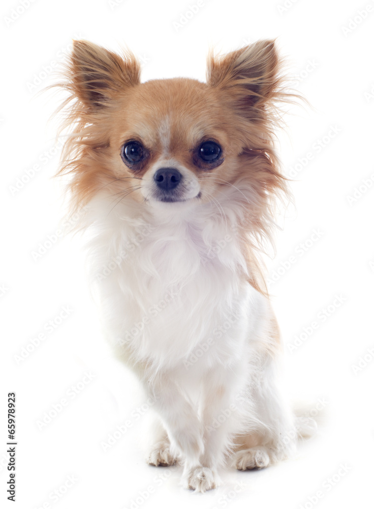 chihuahua chihuahua