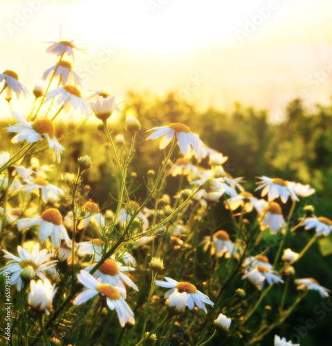 Fototapeta Naklejka Na Ścianę i Meble -  Camomile