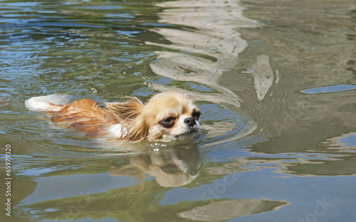 swimming chihuahua photo