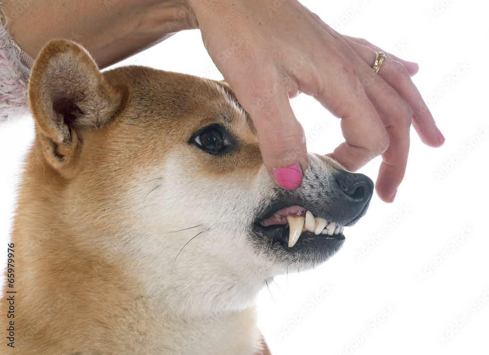 custom made wallpaper toronto digitalshiba inu and teeth
