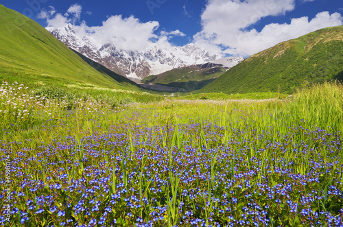 Mountain valley with blue flowers