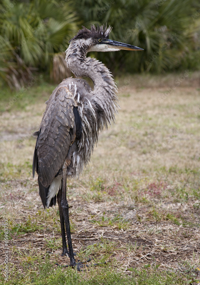 Fototapeta premium Portrait of a Great blue heron