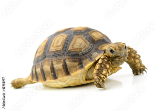 turtle on white background © evegenesis